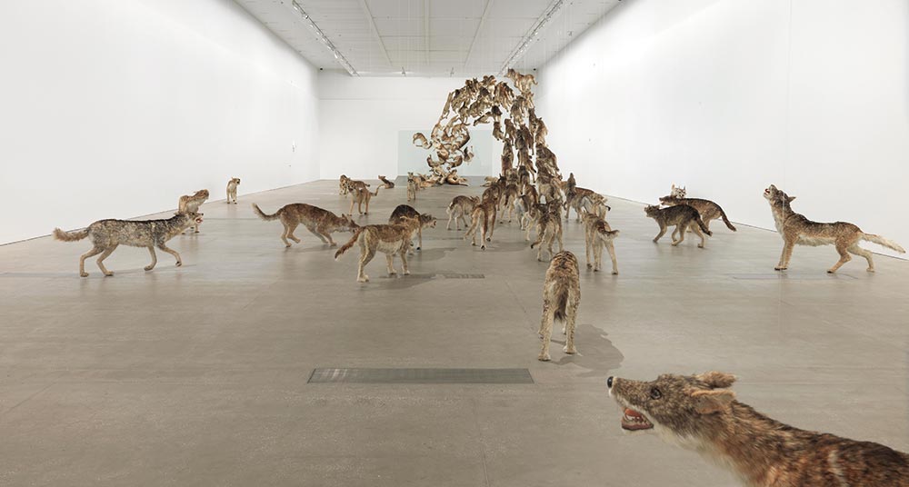 Head on 2006, 99 life-sized replicas of wolves and glass wall, Installed dimensions variable. Photo is a Courtesy of Queensland Art Gallery, Gallery of Modern Art.